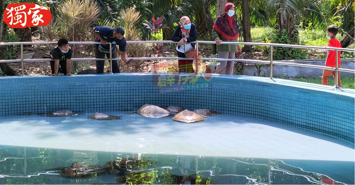 昔加里海龟孵育中心，也于近日迎来观光人潮。