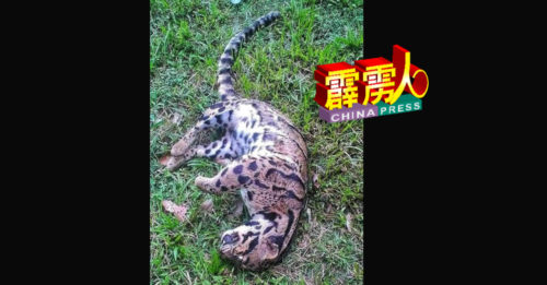 云豹过公路   遭撞毙