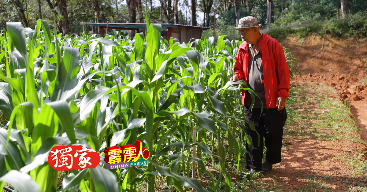 梁德坤虽然已70馀岁，但每天都返回校园的园艺中心劳作，成为崇华独中董事们的榜样。