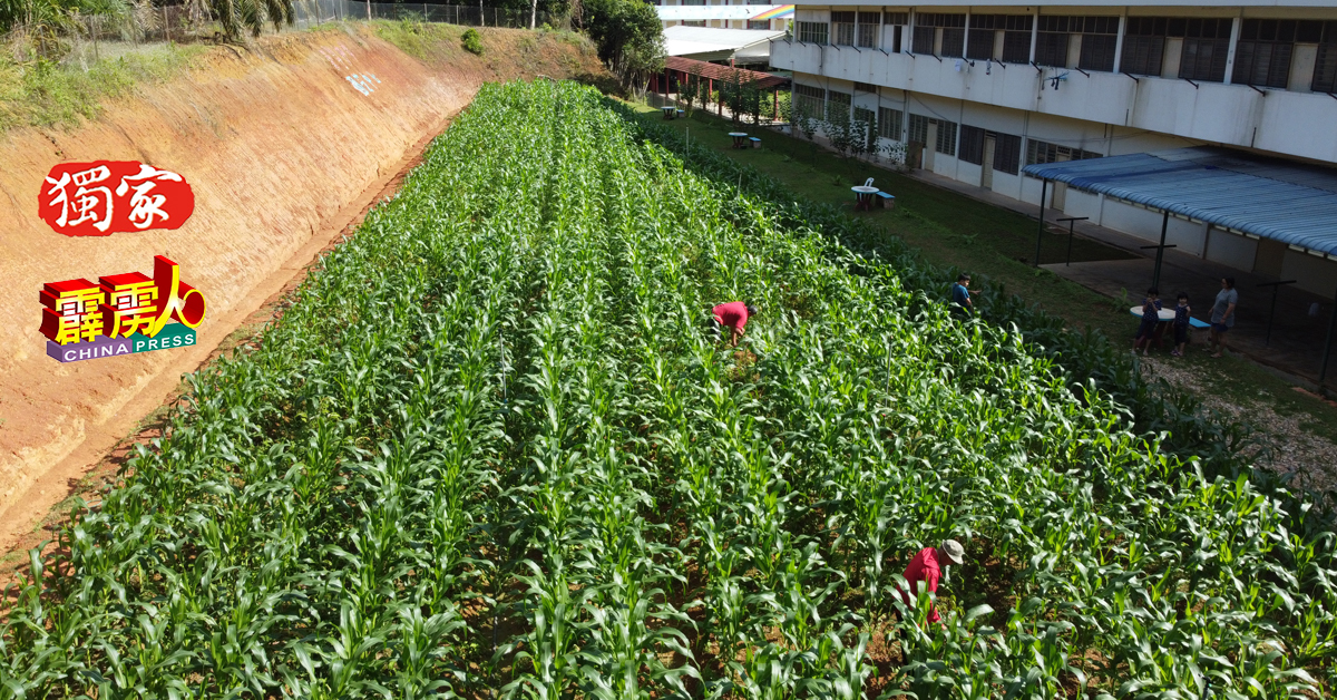 崇华独中园艺中心的第一批农作物──玉蜀黍，预计在1月底会有所收成。