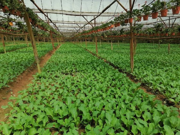 去年11月开始，金马崙处于雨季，蔬菜产量已少80%，一些叶菜价格涨幅近100%。