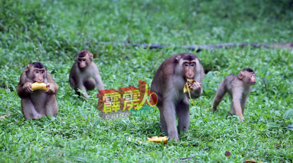 有些市民会喂食猴子香蕉。