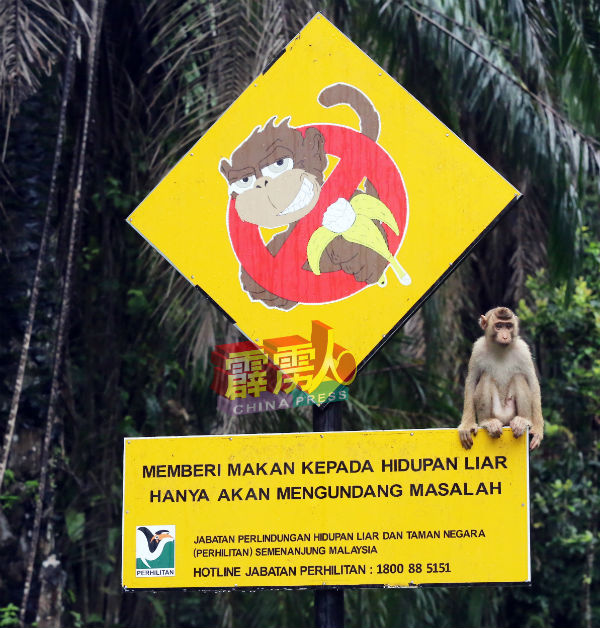 大马半岛野生动物保护及国家公园局万里望升旗山处设立告示牌，提醒市民勿喂猴子。
