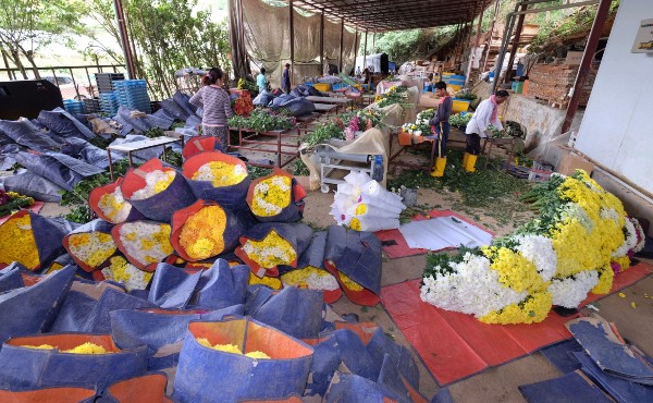 工作员忙于包装年花，以便花卉顺利运入市场。 （档案照）
