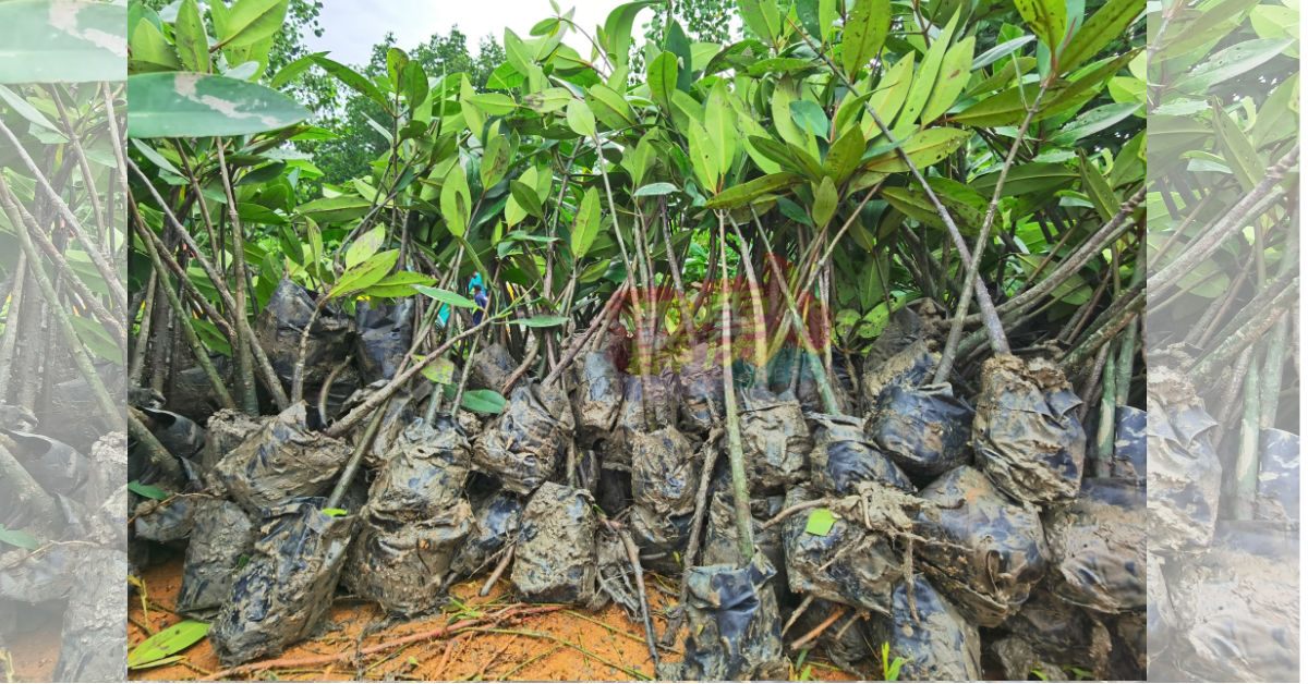 曼绒市议会为种植红树苗活动，准备了1100棵红树苗。