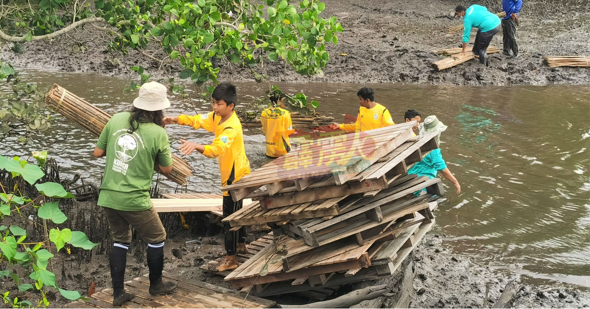 拥有修復红树林经验的实兆远及力侨区红树林之友，也派员协助昔加里红树林的修復作业。
