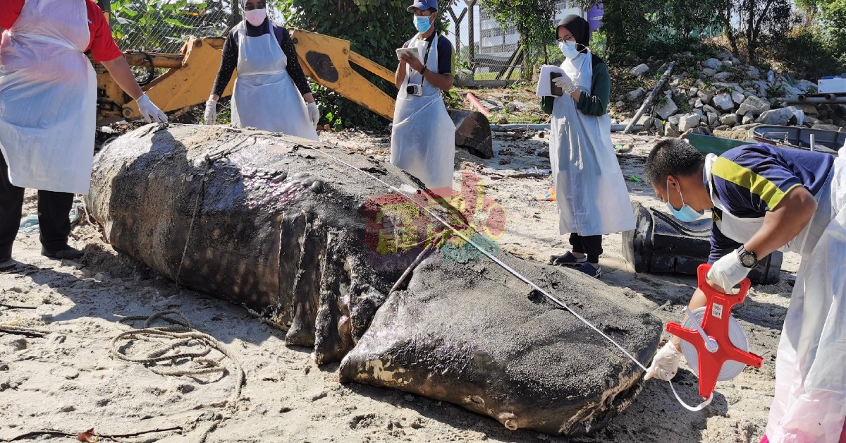 渔业研究院人员检验鲸鲨尸体。