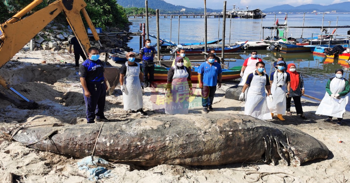 渔业研究院人员指该头雄性鲸鲨身长约5.7公尺，重达1吨500公斤。