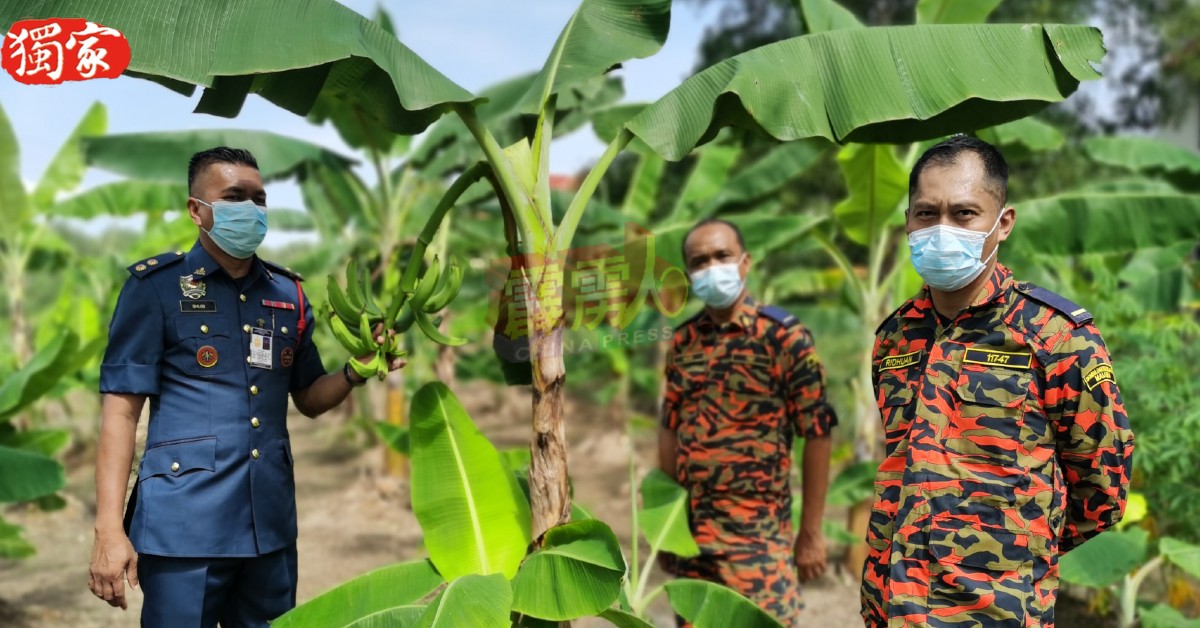 苏乌（左）和团队展示日前栽种的香蕉即将有收成。