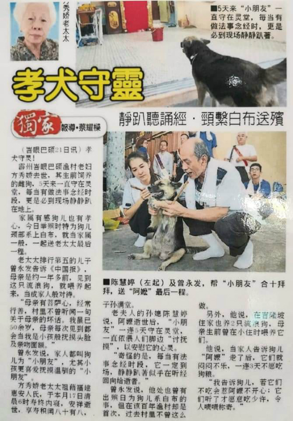 《中国报》曾于2017年，于全国版独家报导“小朋友”孝犬守灵的新闻。