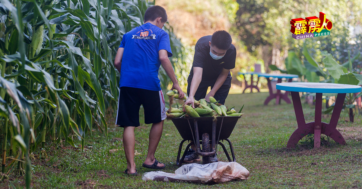 应届毕业生，主动返校帮忙採集玉蜀黍，令校方欣慰。