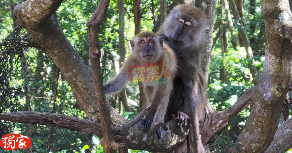 民众如今可前往红土坎城市红树林沼泽生态旅游中心参观，更可近距离观看猴子生态。