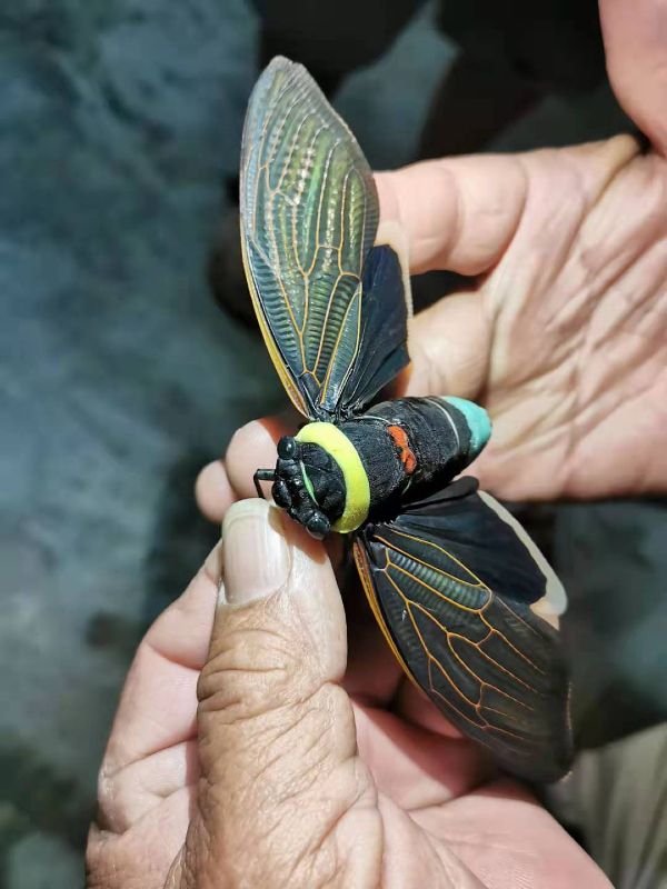 巨蝉来拜年！色彩斑斓的婆罗洲巨蝉，被视为福气好预兆。