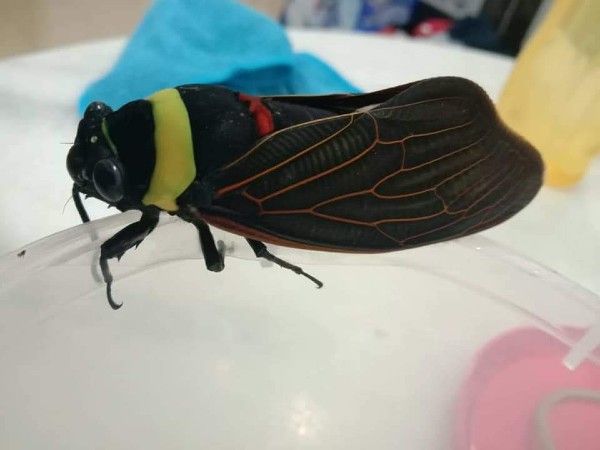 婆罗洲巨蝉，别名“青襟油蝉”，与帝王蝉、骚蝉同称为世界三大巨蝉。