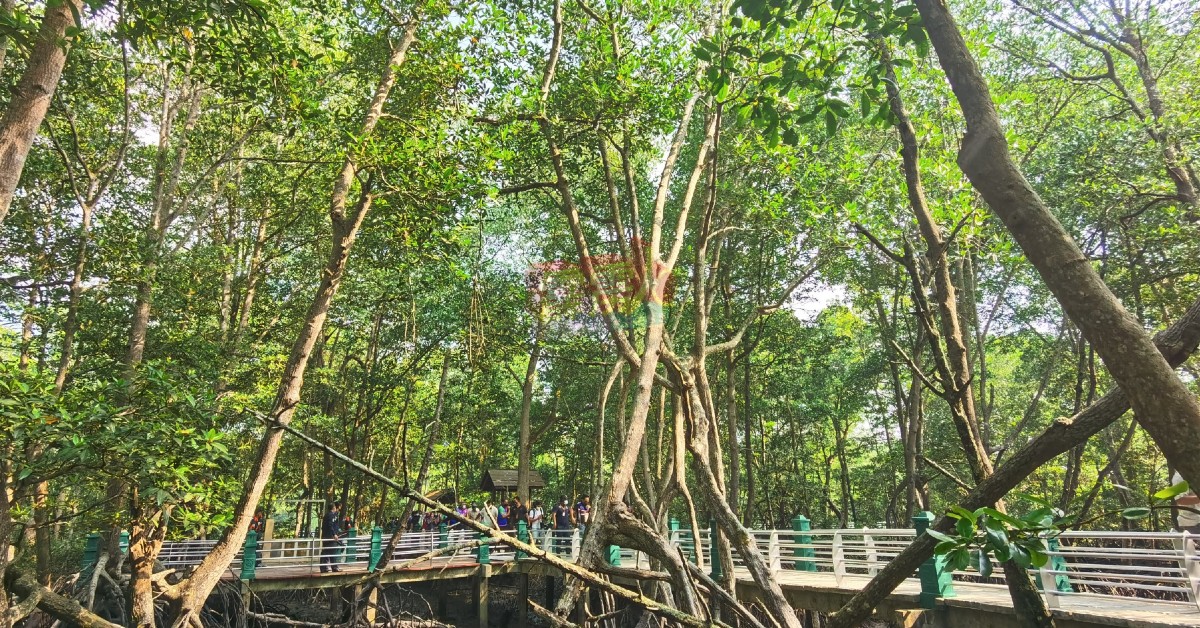 曼绒市议会于行动管制期间，重新包装“红土坎城市红树林沼泽生态旅游中心”，以全新面貌迎客。