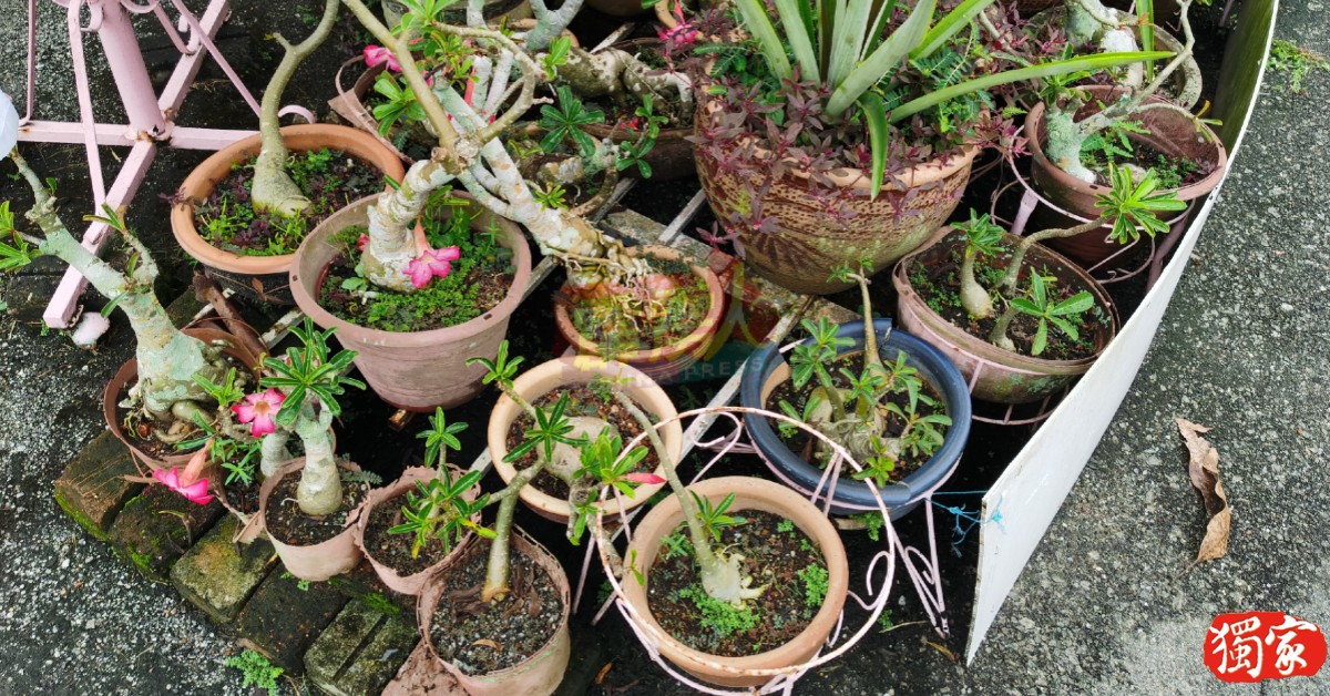 民众受促检查及清理自家栽种花草的花盆和容器，避免积水沦为孑孓滋生区。