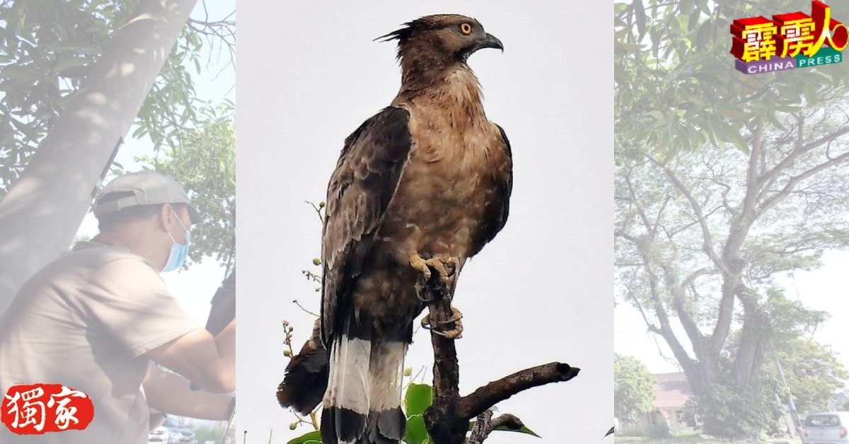 鹰爸爸披着一身褐色羽毛，目光锐利的站在枝头上观看四週。（图由黄有福提供）
