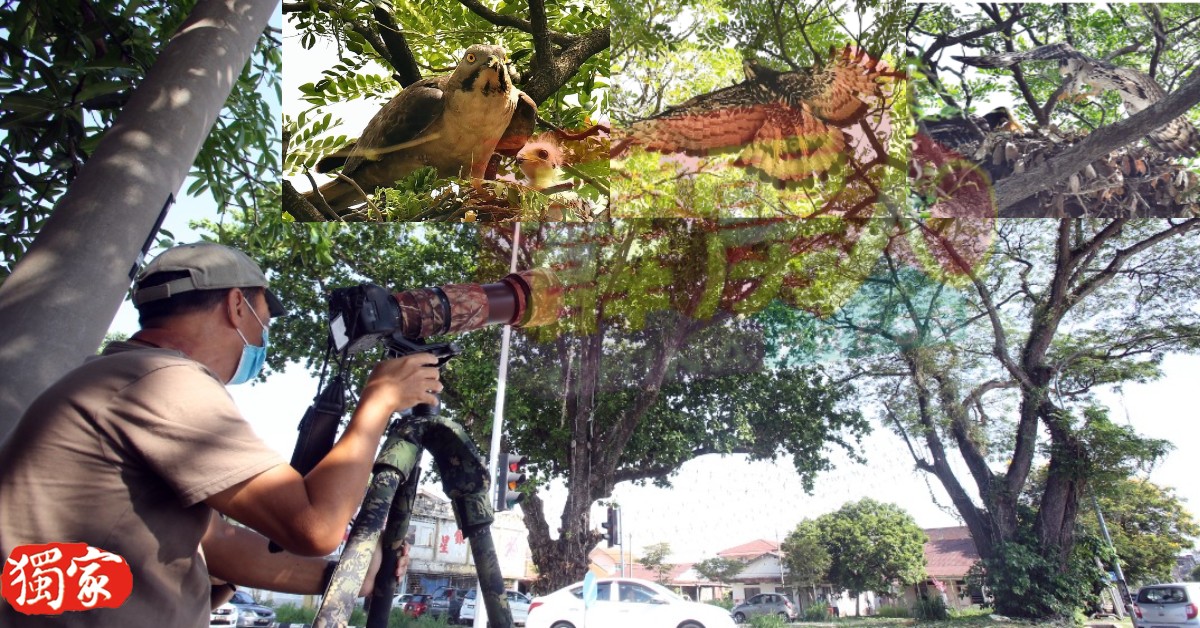 一些观鸟发烧友隔着马路，使用“大炮”摄影器材观看鹰踪。