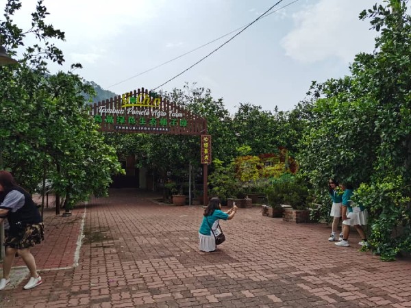 高晶绿色生态柚子园是国内唯一免费供游客参观的景点，在行动管制令前每天吸引不少来自国内外游客到访。
