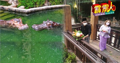 21岁雌河马 嫁8岁雄河马