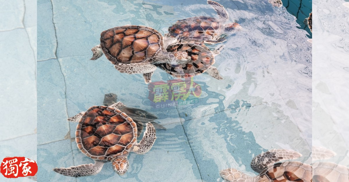 孵化的母海龟会云游四海，但长大后仍会返回原生地下蛋。