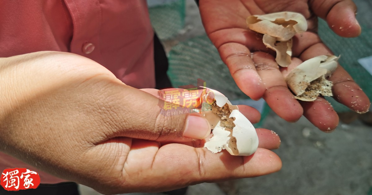 阿兹兰指工作人员不会惊扰海龟蛋的孵化过程，只会于海龟蛋孵化后，再去点算海龟蛋。