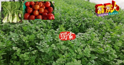 雨季来临   金马崙叶菜    瓜类收成减    菜价起起落落