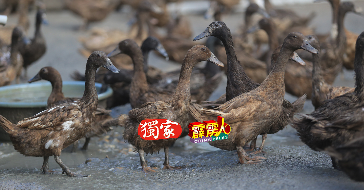 凯鲁尼占所饲养的鸭种属于卡基康贝尔鸭（Khaki Campbell ducks）属于蛋用型品种，又称黄褐色康贝尔鸭。