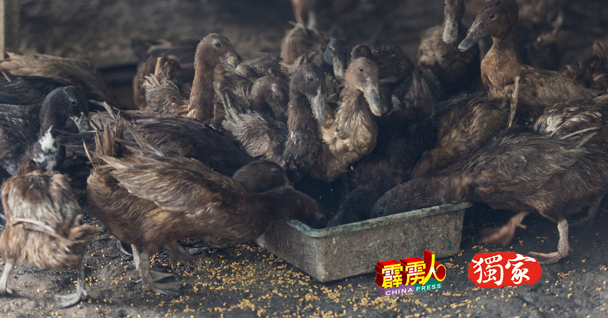 鸭场有一半的开支，皆来自饲料，与养鸡相比，鸭的食量更惊人！
