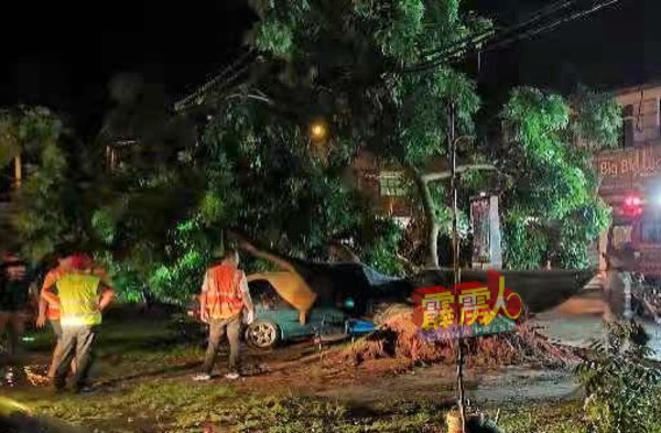大树不支暴风雨摧残，倒压轿车。