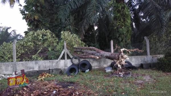 班台直民华小校内1棵大树被连根拔起后倒压学校围牆，造成该围牆篱笆损坏。