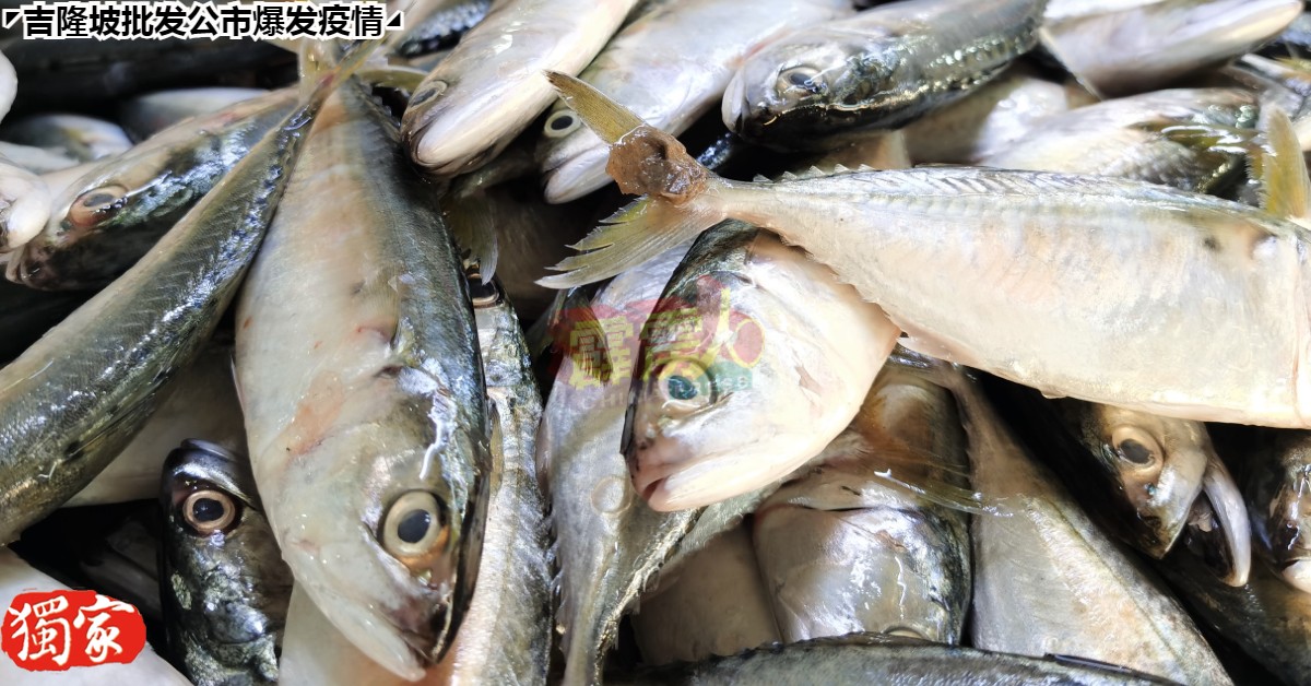 甘蒙鱼是长年的大热鱼之一。