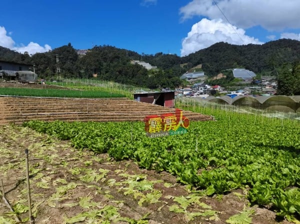 金马崙甘榜拉惹蔬菜供应也如常，大部分菜价稳定。（受访者提供）