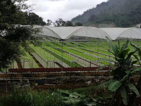 甘榜拉惹强管区已恢復菜车运送和务农工作。
