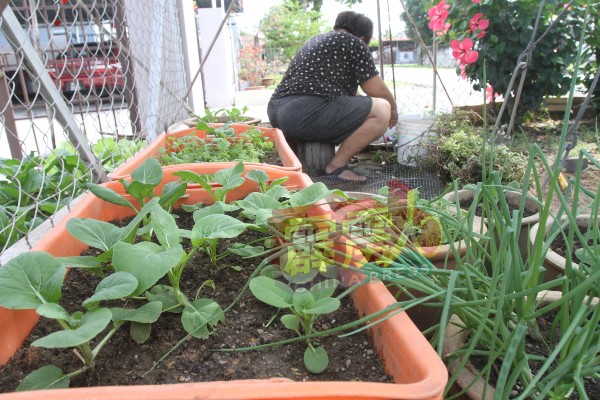 一些居民为减少外出，在住家外筑起小菜园或小花园，进行种植活动，生活写意。