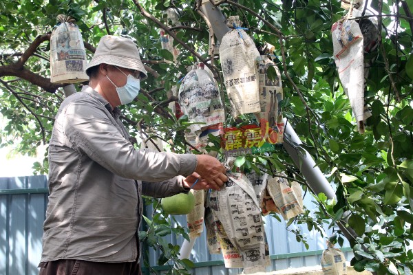 陈瑞光疫情下仍忙后柚子园的工作，包括施肥打农药等工作。