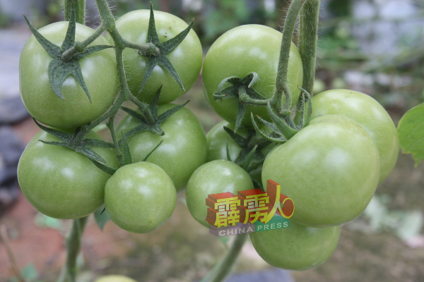 番茄下苗至收成需4个月的时间，如果没有获得良好照料将全数报销。（档案照）