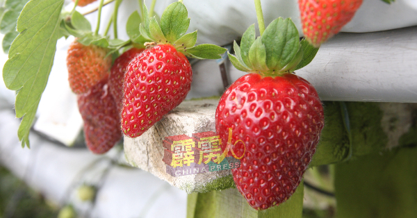 平日大受欢迎的草莓，也因市场淡静及需求量大幅下降，体积硕大的草莓无人问津，价格更是暴跌。（档案照）