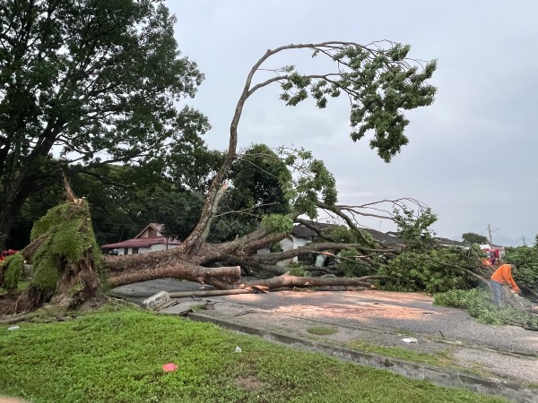 高逾40尺大树横跨道路倒下，压毁对面旁边屋的前院及轿车。