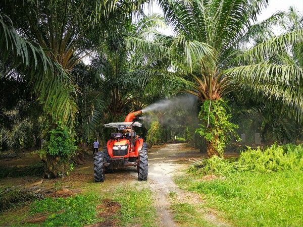 下霹雳是国内其中一个油棕种植重要地区，这里有超过2万5000名各族小园主。