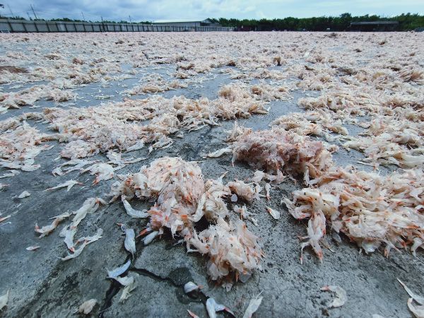 为了抢鲜，峇拉煎虾必须在上岸10分钟内就运往晒干，以免细幼的峇拉煎虾迅速变质。