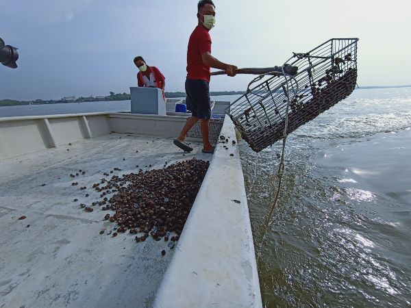 渔民以特制捕捞器，捞取海床上的鲜蚶。