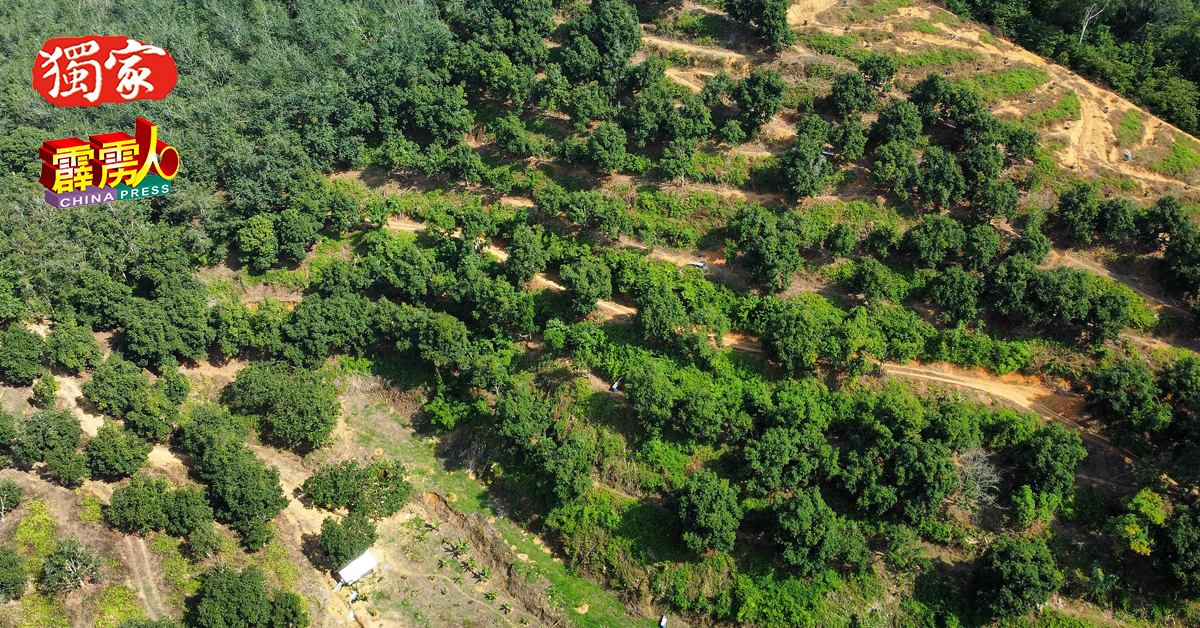 梁振文接手管理13英亩的尖不叻园已经2年，其尖不叻园靠近江沙利民加地新村，即当地着名猛鬼弯一带。