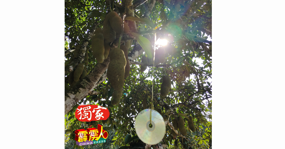 这些挂在尖不叻果树的光碟，是要阻遏猴子到来採集及破坏尖不叻果实。