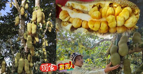 ◤復苏计划第2阶段◢ 名种榴莲来到季尾  江沙尖不叻悄悄登场！