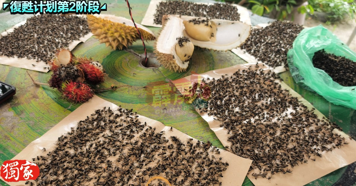 木威甘榜督亚冷村民展示于短短数分钟内所捕获的苍蝇！