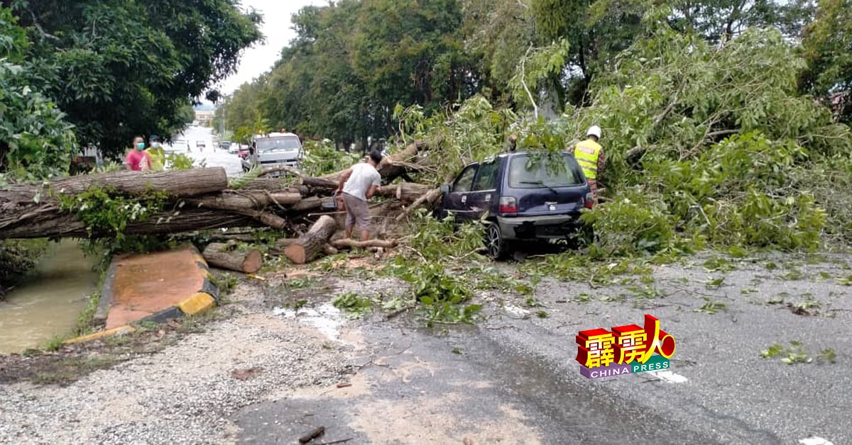 宜力1棵大树在雨中突然倒下，击中一辆行驶中的灵鹿轿车，导致司机受伤。