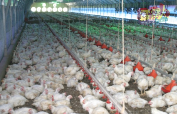 饲料暴涨，导致养鸡成本水涨船高，鸡农唯有减少养殖及薄利多销下减低亏损幅度，艰苦经营。 （档案图）