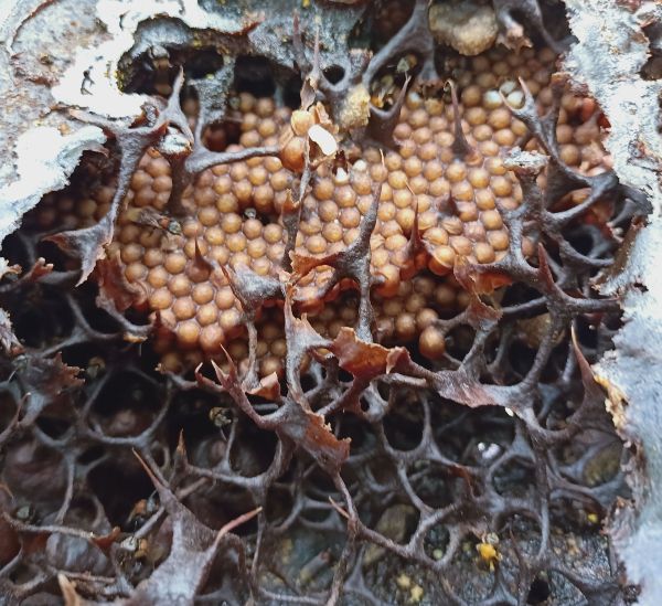 蜂巢内部结构令人惊叹，黄色颗粒是蜂卵。