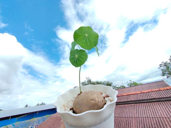 要“养乌龟”吗?没错,你看到的是称为“山乌龟”的种植物,据说还具有招财作用呢,店主都爱放盆在店里。